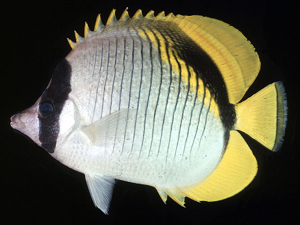 Chaetodon lineolatus