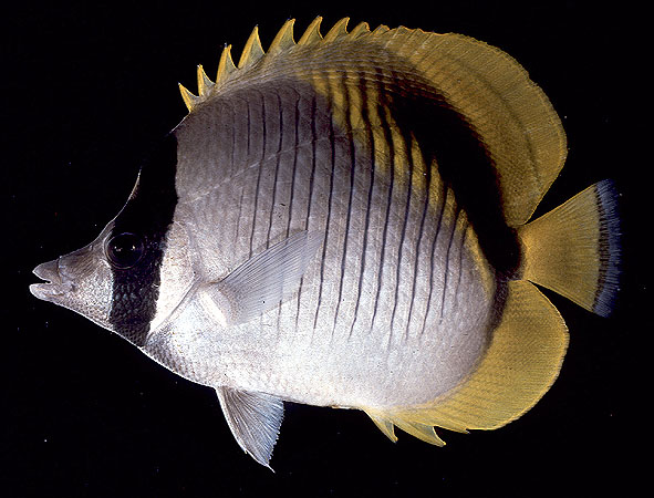 Chaetodon lineolatus