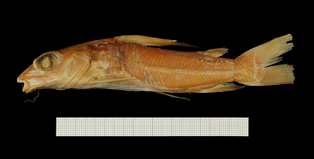 Chrysichthys longipinnis