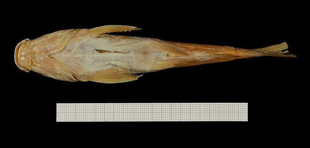 Chrysichthys longipinnis