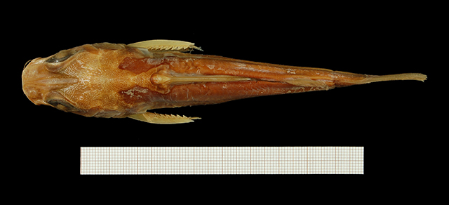 Chrysichthys longipinnis