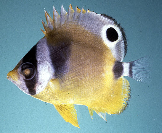 Chaetodon lunula