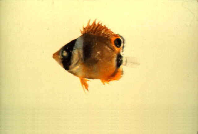 Chaetodon lunula