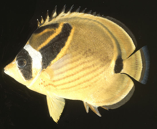 Chaetodon lunula