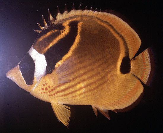 Chaetodon lunula