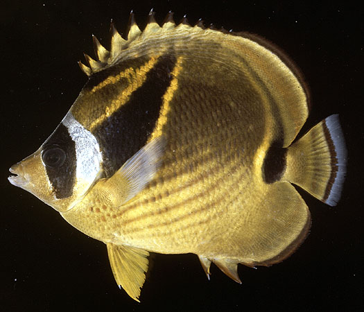 Chaetodon lunula