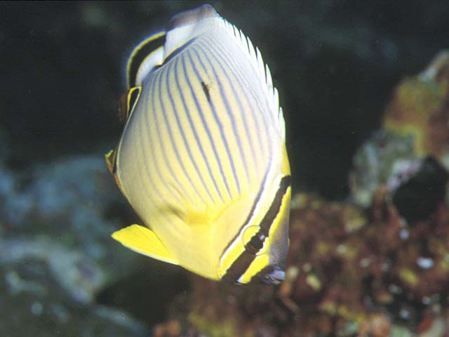 Chaetodon lunulatus