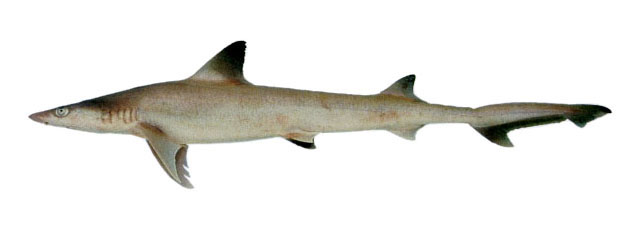 Chaenogaleus macrostoma