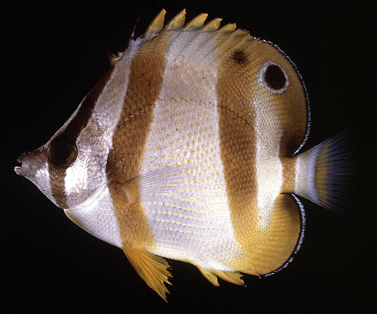 Chaetodon marleyi