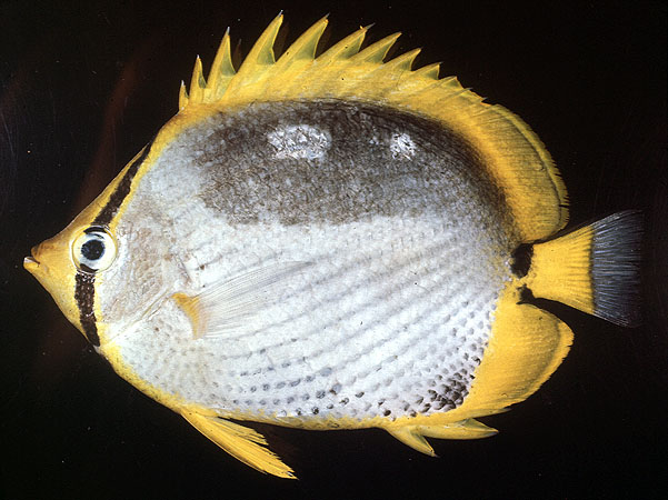 Chaetodon melannotus