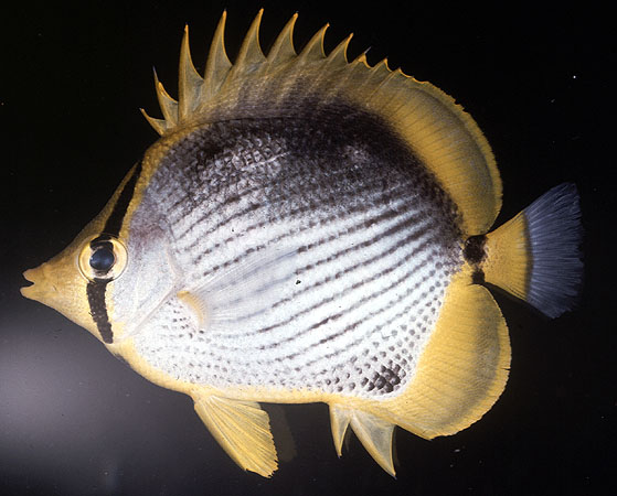 Chaetodon melannotus