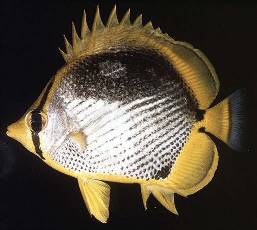 Chaetodon melannotus