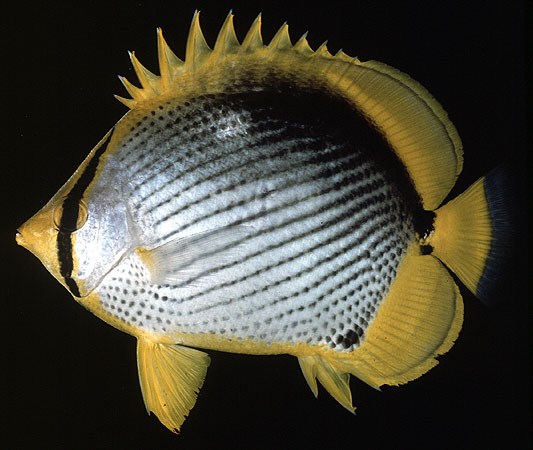 Chaetodon melannotus