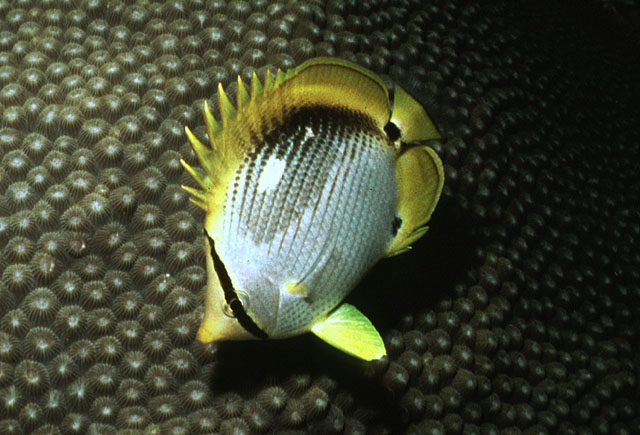 Chaetodon melannotus