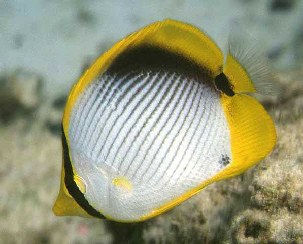 Chaetodon melannotus