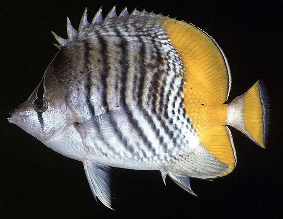 Chaetodon mertensii