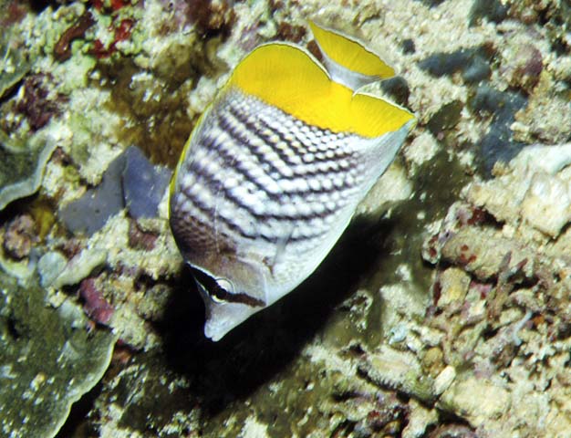 Chaetodon mertensii