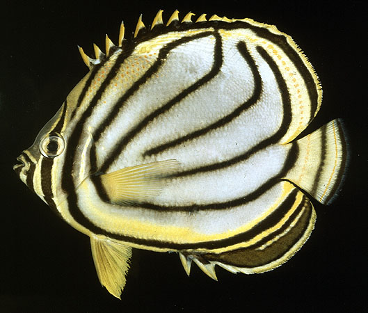 Chaetodon meyeri