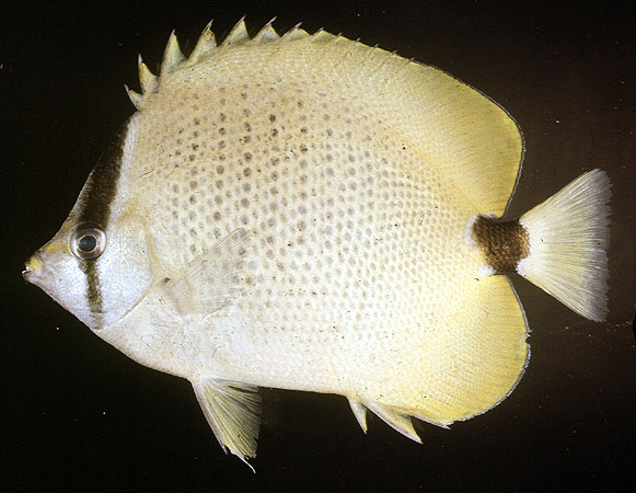 Chaetodon miliaris