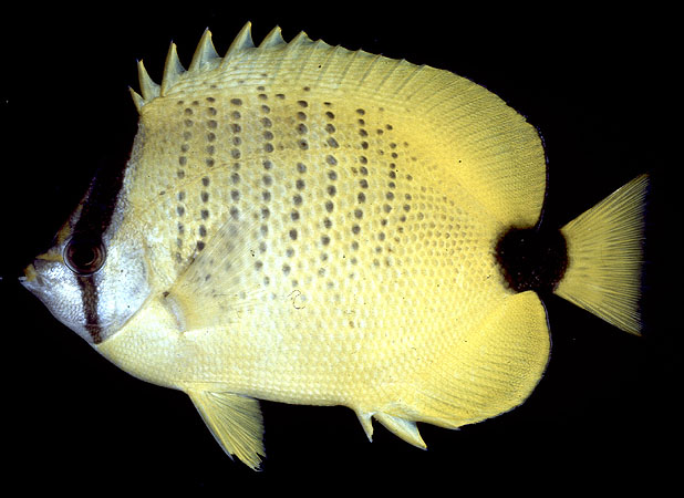 Chaetodon miliaris