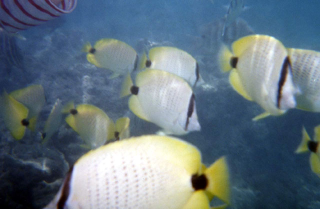 Chaetodon miliaris