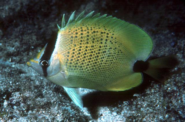 Chaetodon miliaris