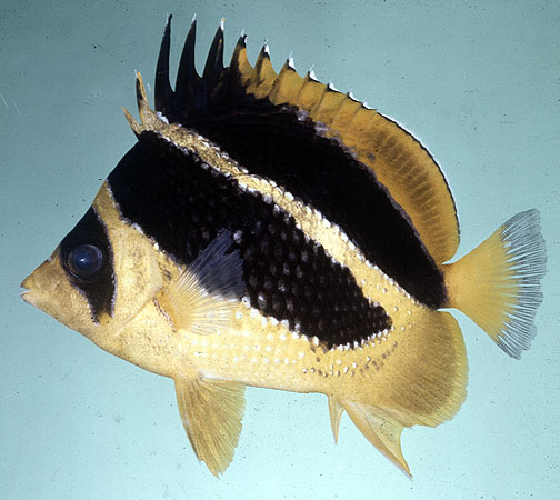 Chaetodon mitratus