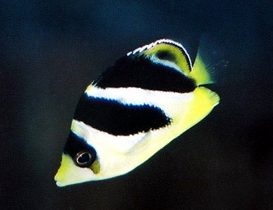 Chaetodon mitratus