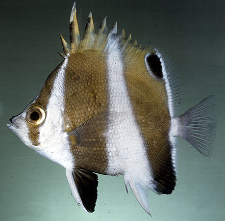 Chaetodon modestus