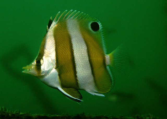 Chaetodon modestus