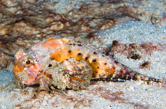 Choridactylus multibarbus