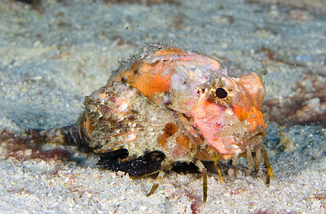 Choridactylus multibarbus