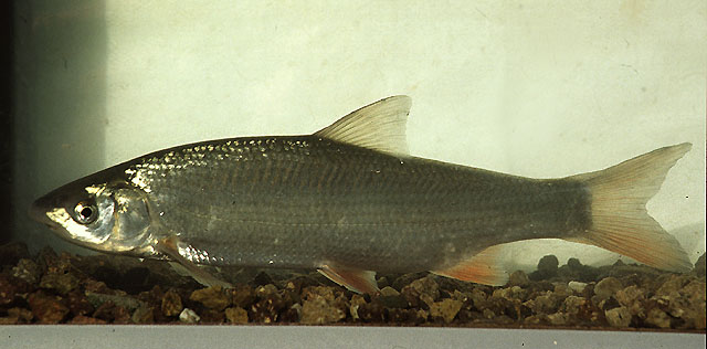 Chondrostoma nasus