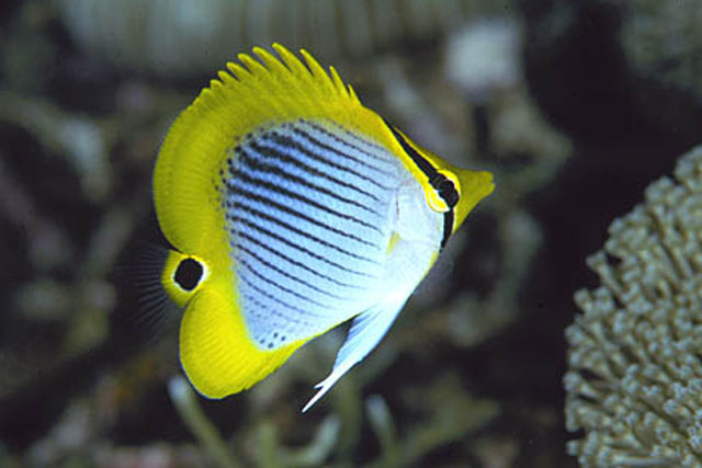 Chaetodon ocellicaudus