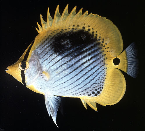 Chaetodon ocellicaudus