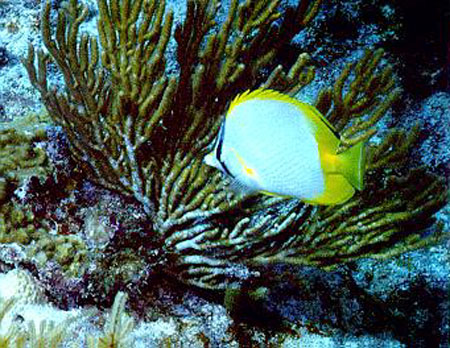 Chaetodon ocellatus