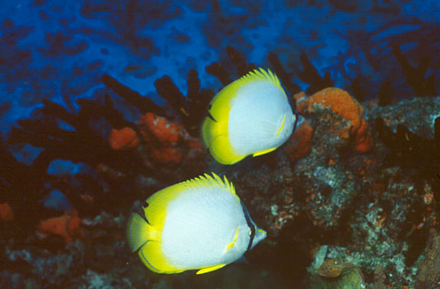 Chaetodon ocellatus