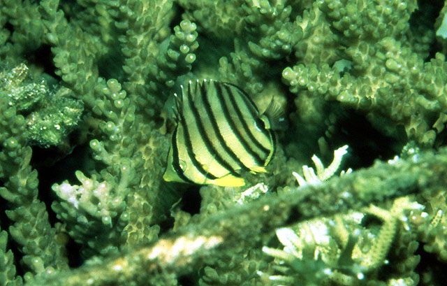 Chaetodon octofasciatus