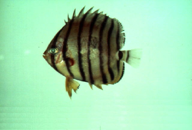 Chaetodon octofasciatus