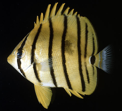 Chaetodon octofasciatus