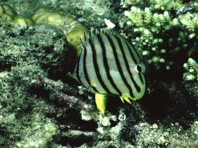 Chaetodon octofasciatus