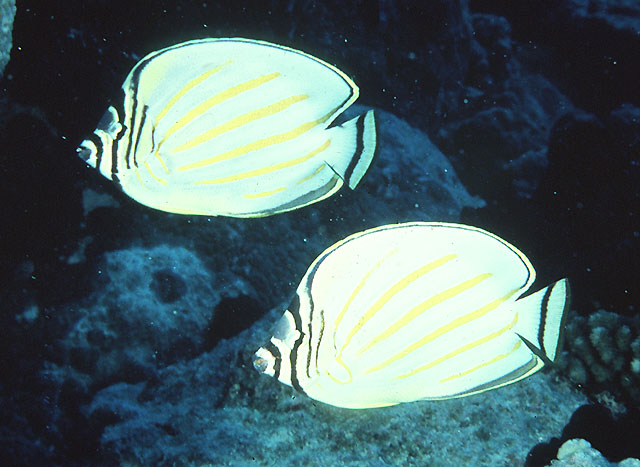 Chaetodon ornatissimus