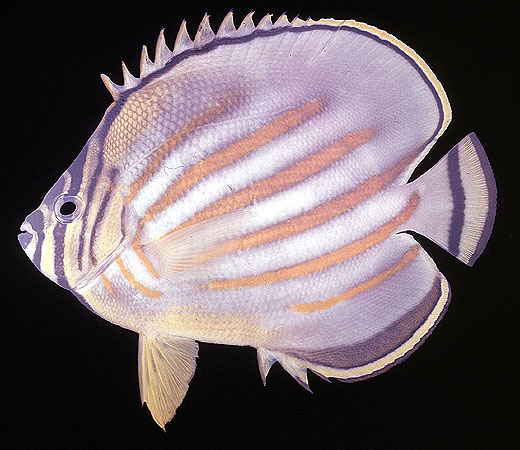 Chaetodon ornatissimus