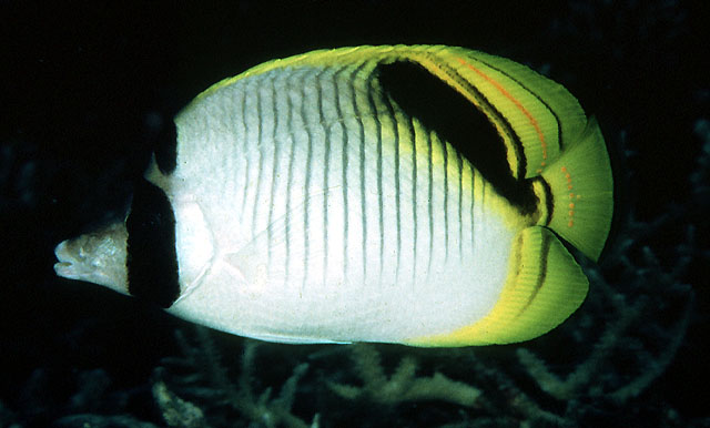 Chaetodon oxycephalus