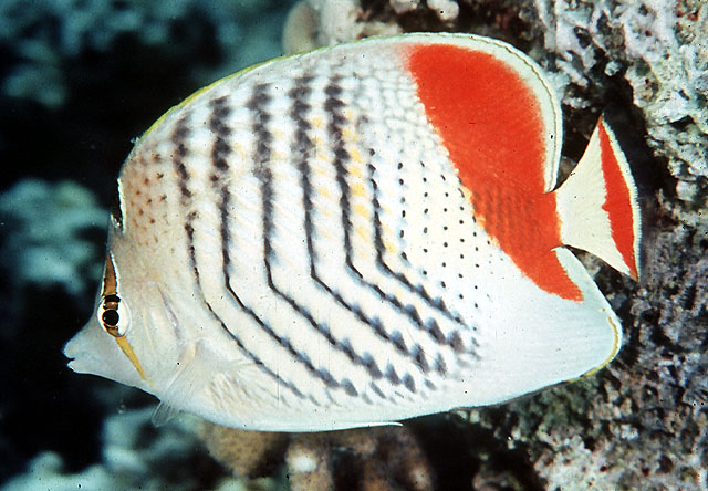 Chaetodon paucifasciatus