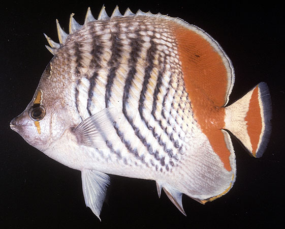 Chaetodon paucifasciatus