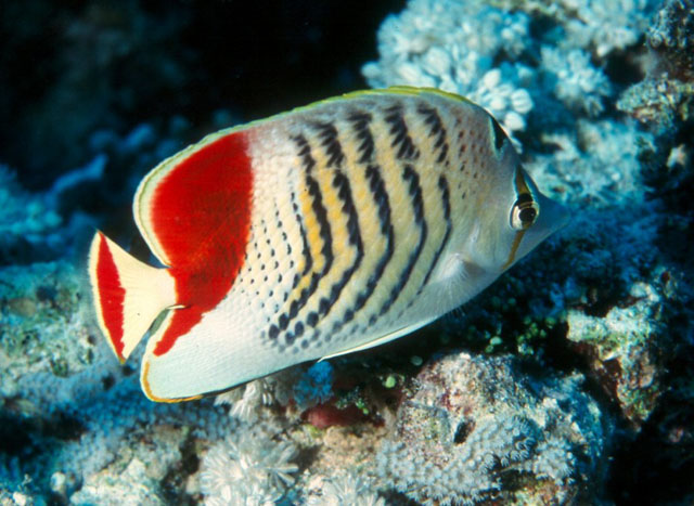 Chaetodon paucifasciatus