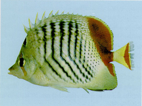 Chaetodon paucifasciatus