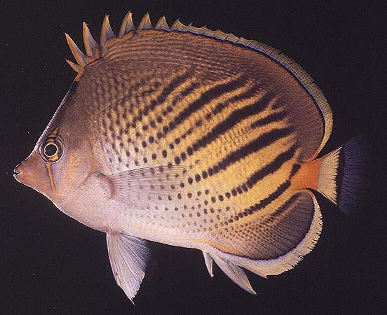 Chaetodon pelewensis