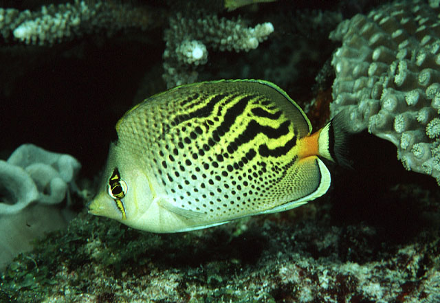 Chaetodon pelewensis